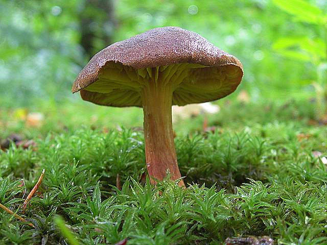 La  Flora  micologica  Alsaziana